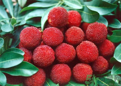 高血壓可以吃楊梅嗎？吃楊梅血壓會(huì)升高嗎？