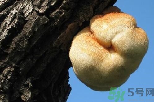 吃猴頭菇有什么好處？猴頭菇有什么營養(yǎng)價值？