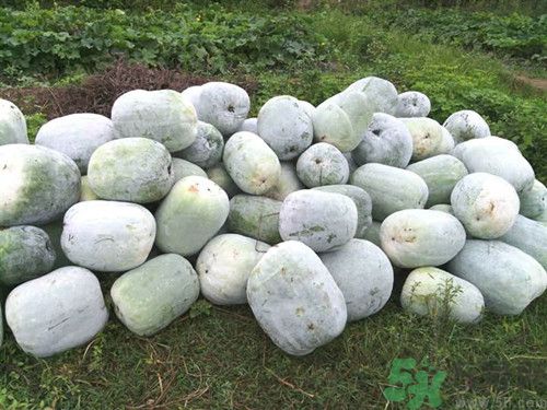 冬瓜上的白色是什么東西?冬瓜皮上的白霜能吃嗎 冬瓜上的白色是什么東西?冬瓜皮上的白霜能吃嗎