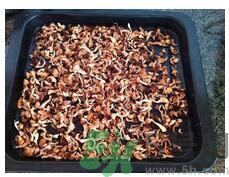 猴頭菇粉怎么做？猴頭菇餅干怎么做？