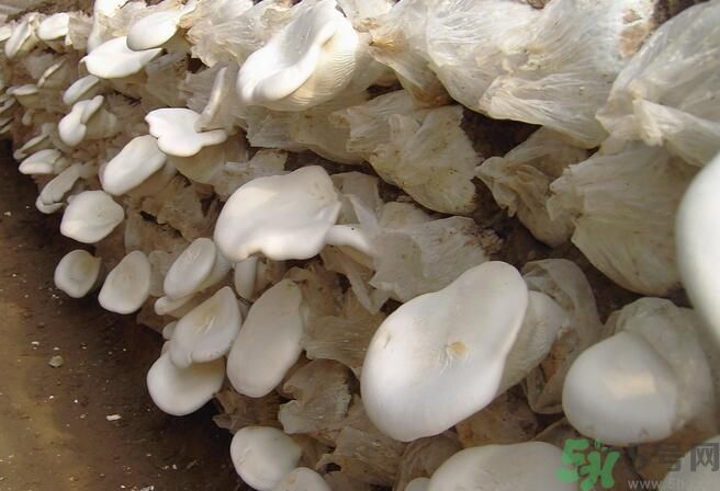 白靈菇和杏鮑菇有什么區(qū)別？白靈菇有什么營養(yǎng)價值？