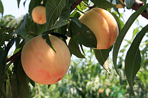 山竹和桃子能一起吃嗎？吃了山竹后能吃桃子嗎？