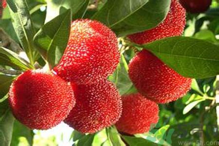 喉嚨痛可以吃楊梅嗎？喉嚨痛吃楊梅好嗎？