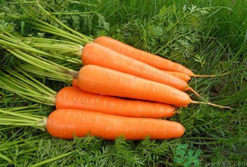 補血吃什么蔬菜好？吃什么蔬菜可以補血？