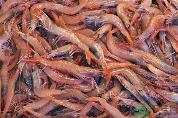 死蝦被稱腦死亡 死蝦吃了會怎么樣？