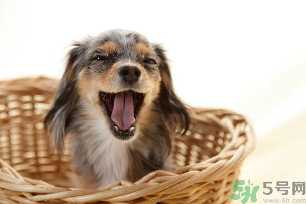 哈欠會(huì)傳染嗎？打哈欠為什么會(huì)傳染？