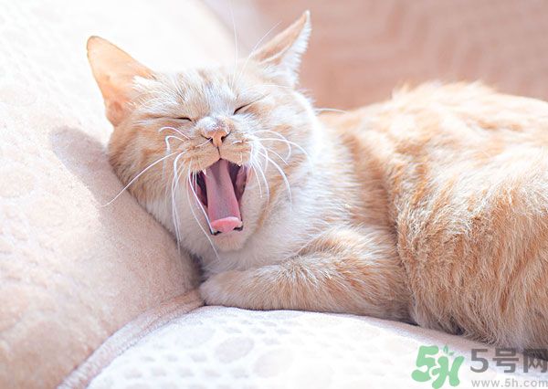 哈欠會(huì)傳染嗎？打哈欠為什么會(huì)傳染？