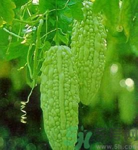 苦瓜可以和蝦一起吃嗎？苦瓜和蝦一起吃好嗎？