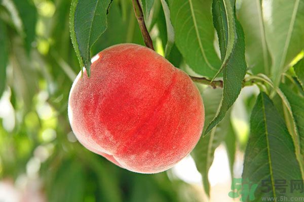 吃桃子會(huì)脹氣嗎？吃桃子注意事項(xiàng)有哪些？