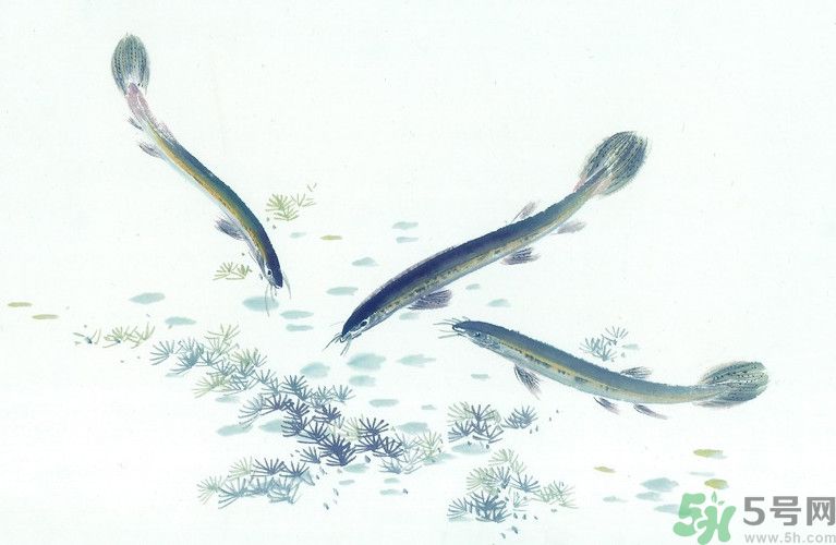 石斛和泥鰍能同吃嗎？石斛和泥鰍能一起吃嗎？