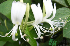 金銀花是寒性的嗎?金銀花是不是寒性的?.png 金銀花是寒性的嗎?金銀花是不是寒性的?.png