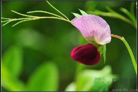 什么是蠶豆病？寶寶得了蠶豆病怎么辦？