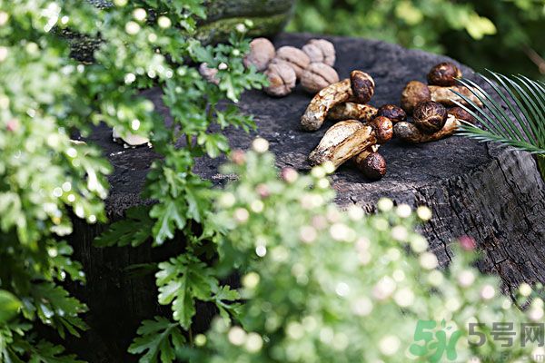 核桃樹(shù)上寄生草可以泡水喝嗎？桃樹(shù)上的寄生草的功效