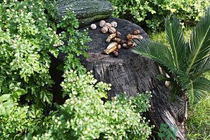 核桃樹(shù)上寄生草可以泡水喝嗎？桃樹(shù)上的寄生草的功效