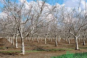 核桃樹上寄生草可以泡水喝嗎？桃樹上的寄生草的功效