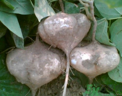 涼薯吃多了好嗎？地瓜吃多了會上火嗎？