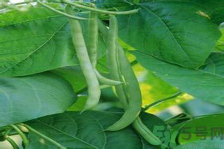 四季豆沒熟吃了會(huì)中毒嗎？吃四季豆中毒了怎么辦？