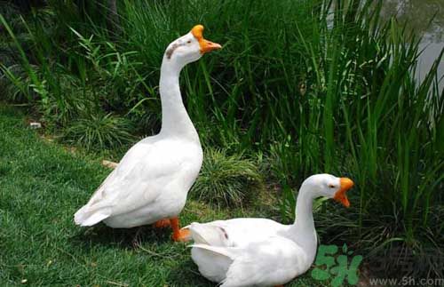 鵝蛋有什么功效？鵝蛋的功效是什么？