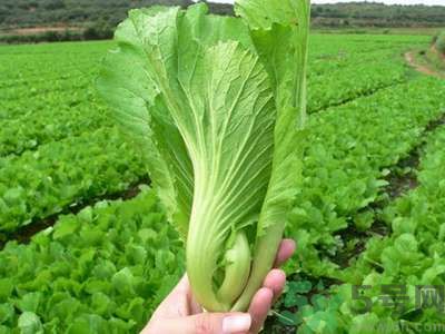 芥菜與鯽魚可以一起吃嗎？芥菜和鯽魚一起吃好不好？