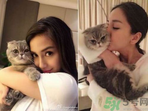 baby養(yǎng)折耳貓反對結(jié)扎被炮轟沒腦子 折耳貓真的有遺傳疾病嗎？