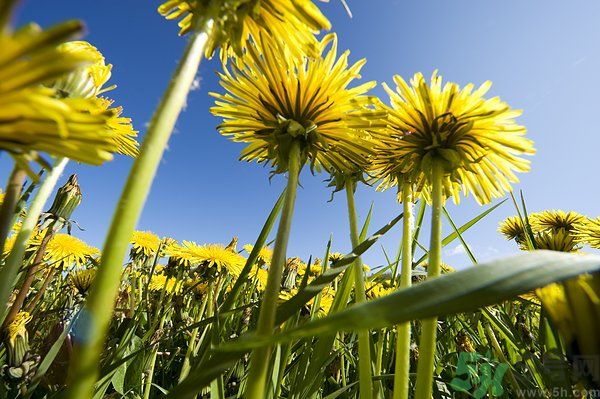 蒲公英泡茶有什么功效？蒲公英泡茶的功效是什么？