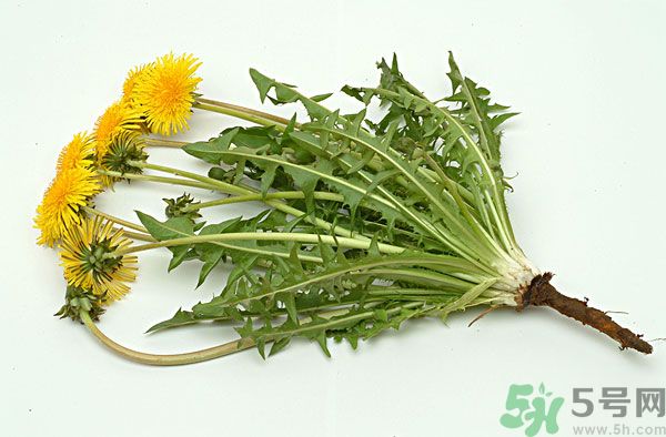 蒲公英泡水喝有副作用嗎？蒲公英泡水喝要注意什么？