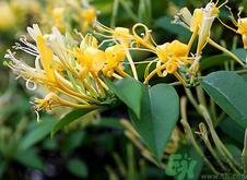 溢脂性皮炎可以喝金銀花治療嗎?溢脂性皮炎喝金銀花有用嗎?.png 溢脂性皮炎可以喝金銀花治療嗎?溢脂性皮炎喝金銀花有用嗎?.png