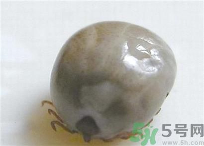 蜱蟲(chóng)一般在哪里出現(xiàn)?蜱蟲(chóng)出現(xiàn)在什么季節(jié) 蜱蟲(chóng)一般在哪里出現(xiàn)?蜱蟲(chóng)出現(xiàn)在什么季節(jié)