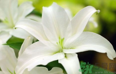 金銀花露可以加在奶粉里給寶寶喝嗎? 金銀花露可以加在奶粉里給寶寶喝嗎?