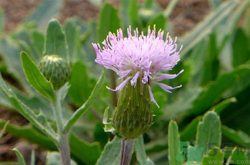 刺兒菜是什么?刺兒菜孕婦可以吃嗎 刺兒菜是什么?刺兒菜孕婦可以吃嗎