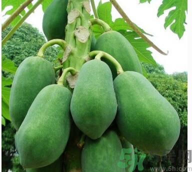 吃青木瓜可以減肥嗎？吃青木瓜有什么好處？