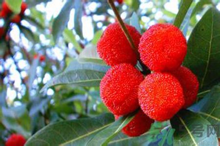 吃楊梅會拉肚子嗎？吃楊梅拉肚子怎么辦？