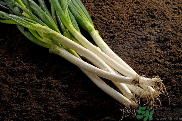 夏天上火能吃蔥嗎？夏天吃蔥會(huì)不會(huì)上火？