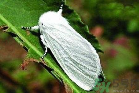 為什么15-25號(hào)不要曬被子？什么是美國(guó)白蛾？