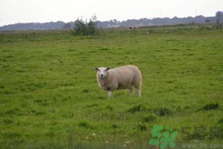 給3只羊打馬賽克是怎么回事 給3只羊打馬賽克是怎么回事