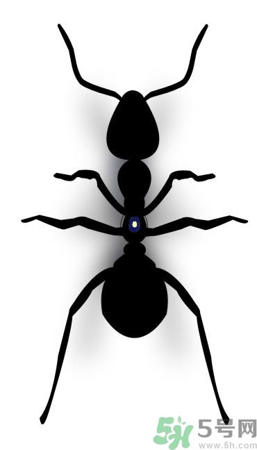 家里有螞蟻怎么辦？驅(qū)除螞蟻的方法是什么？