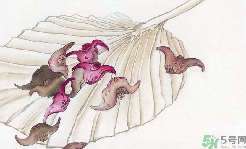 菱角解酒的方法？菱角怎么吃解酒？