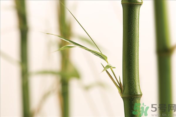 減肥能吃竹筍嗎？吃竹筍會胖嗎？