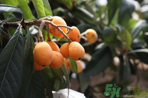 枇杷和香蕉能一起吃嗎?枇杷和香蕉一起吃有什么好處 枇杷和香蕉能一起吃嗎?枇杷和香蕉一起吃有什么好處