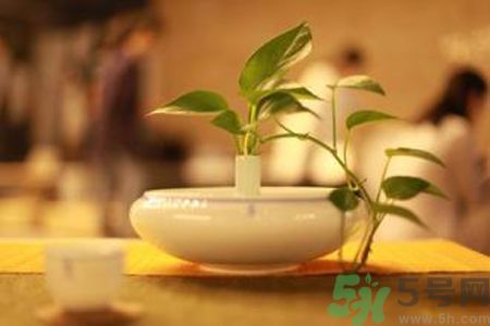 孕婦可以喝米茶嗎？懷孕可以喝米茶嗎？