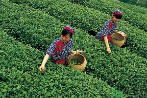 女生夏天喝什么茶最好？女生夏天適合喝什么茶？