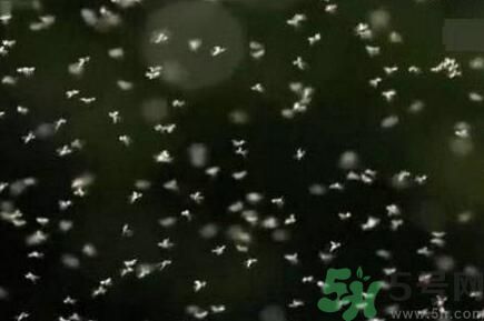 蚊子可以吃嗎？吃蚊子會(huì)怎么樣？