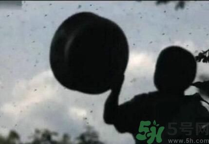 蚊子可以吃嗎？吃蚊子會(huì)怎么樣？