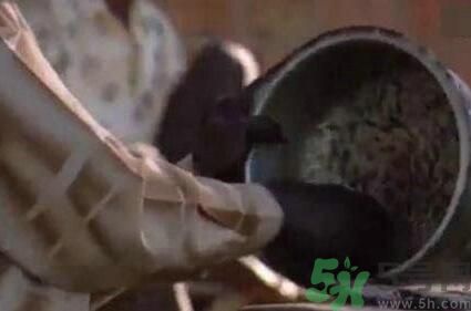 蚊子可以吃嗎？吃蚊子會(huì)怎么樣？