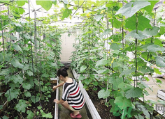 女子打造城市菜園 陽臺可以種什么蔬菜？