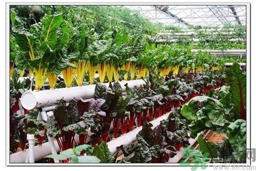 陽臺怎么種蔬菜？陽臺適合種什么蔬菜？