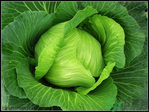 包菜外面的葉子壞了里面還能吃嗎？包菜壞了一部分還能吃嗎？