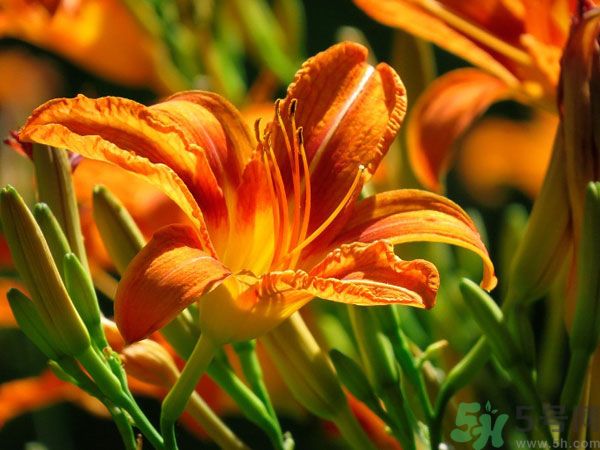 吃辣椒可以去除濕氣嗎？辣椒能去濕氣嗎？