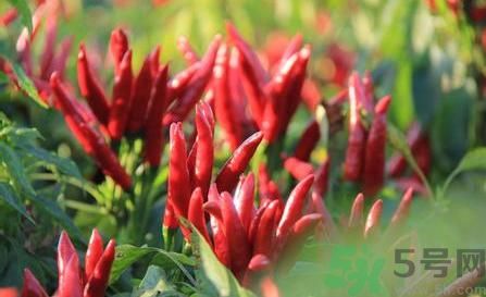 辣椒是發(fā)物嗎?辣椒是不是發(fā)物?