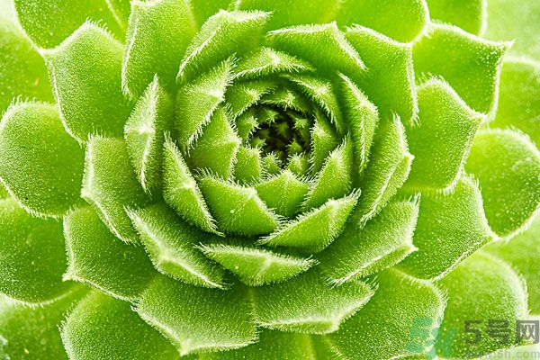 多肉植物需要澆水嗎？多肉植物澆水可以澆到葉子上嗎？